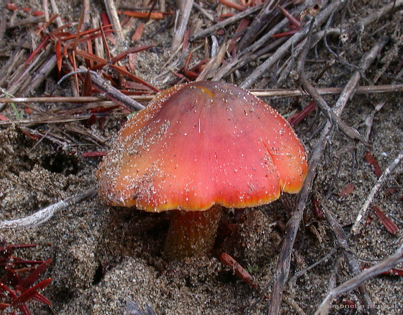 Funghi delle dune e retrodune...